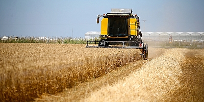 Adana'da buğday hasadı başladı