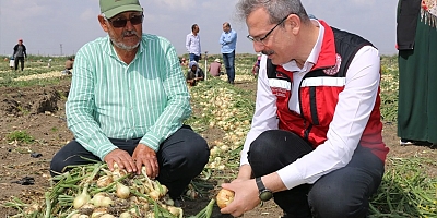 Adana'da turfanda soğan hasadı başladı