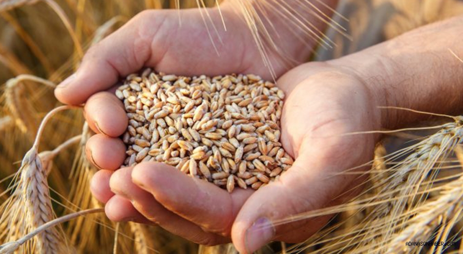 Adana Ticaret Borsasında Buğday Fiyatları Yükseldi