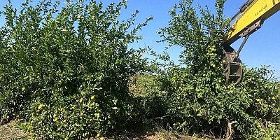 Adana'da Limon Üreticiler ağaçlarını kesmeye başladı