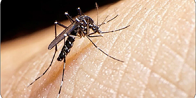 Asya Kaplan Sivrisineğine Dikkat!
