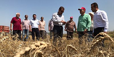 Ceyhan’da 2022 Yılı Buğday Hasadı Başladı