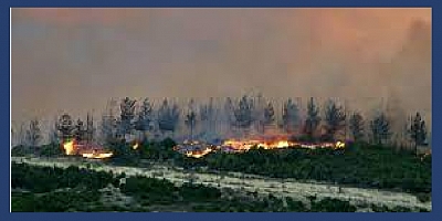 Kozan'da çıkan orman yangını